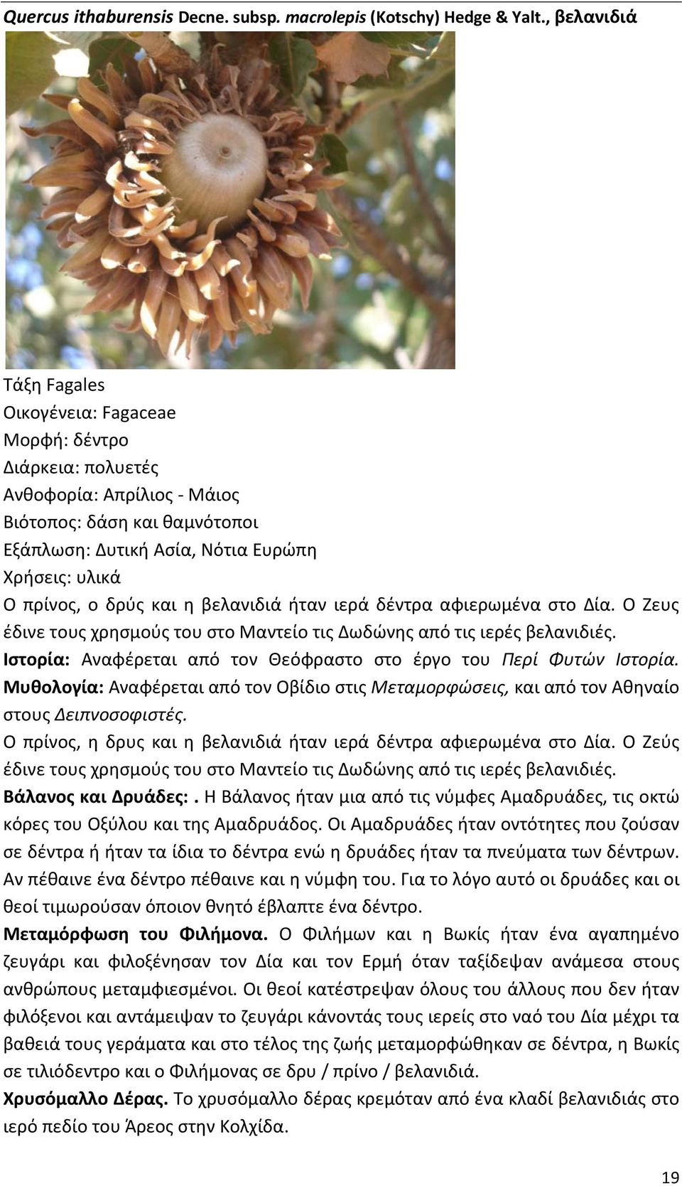δέντρα αφιερωμένα στο Δία. O Ζευς έδινε τους χρησμούς του στο Μαντείο τις Δωδώνης από τις ιερές βελανιδιές. Ιστορία: Αναφέρεται από τον Θεόφραστο στο έργο του Περί Φυτών Ιστορία.