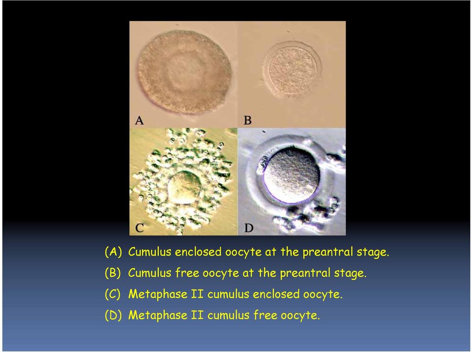 (B) Cumulus free oocyte at the preantral 