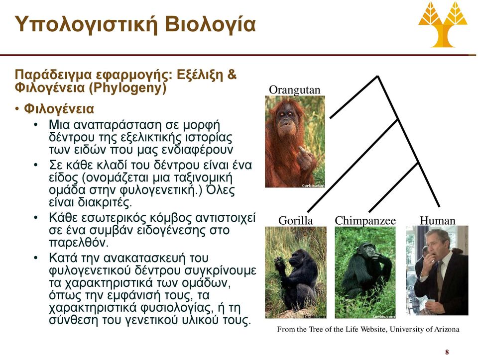 Κάθε εσωτερικός κόμβος αντιστοιχεί σε ένα συμβάν ειδογένεσης στο παρελθόν.