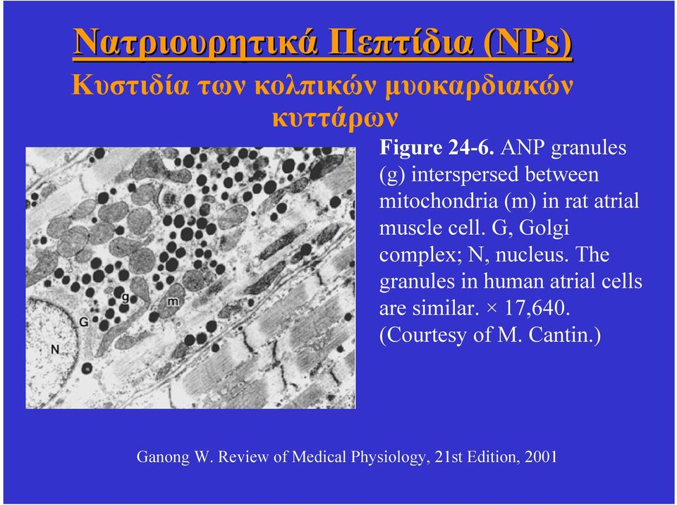 G, Golgi complex; N, nucleus. The granules in human atrial cells are similar. 17,640.