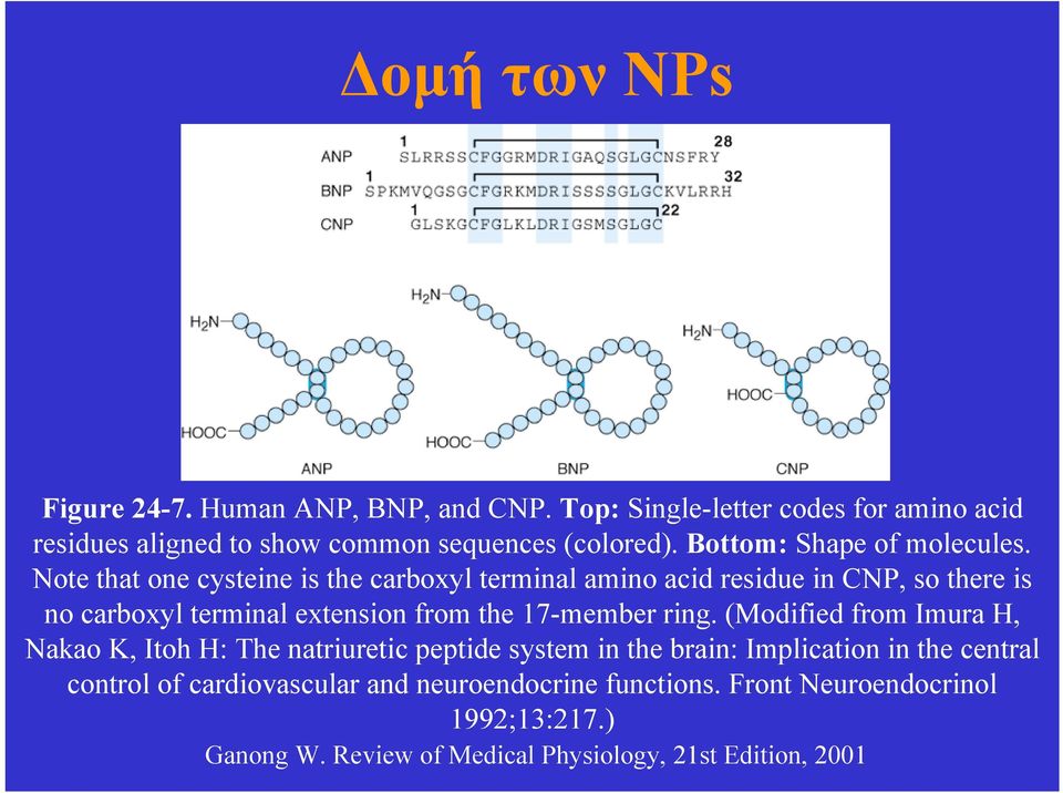 Note that one cysteine is the carboxyl terminal amino acid residue in CNP, so there is no carboxyl terminal extension from the 17-member ring.