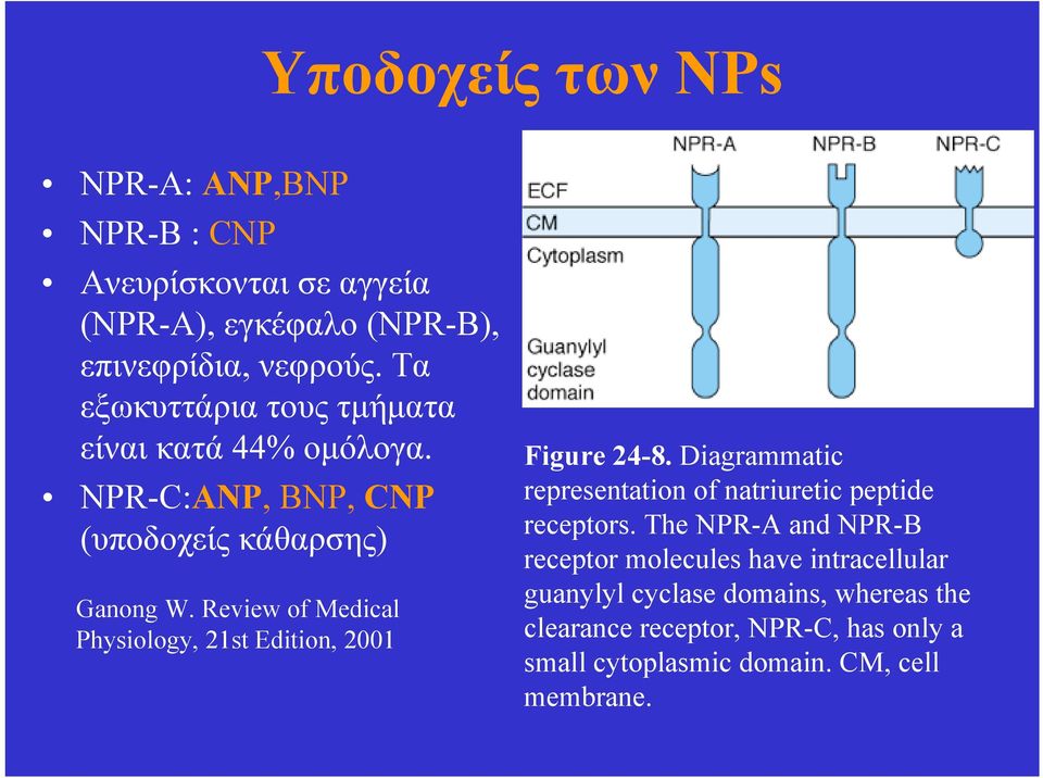 Review of Medical Physiology, 21st Edition, 2001 Figure 24-8. Diagrammatic representation of natriuretic peptide receptors.