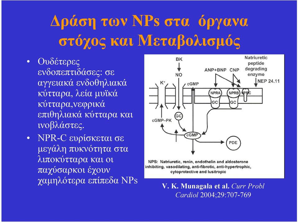 ινοβλάστες.