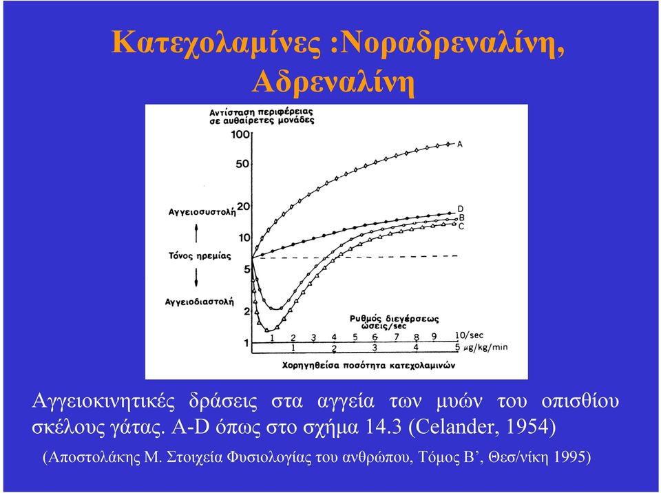 A-D όπως στο σχήμα 14.3 (Celander, 1954) (Αποστολάκης Μ.