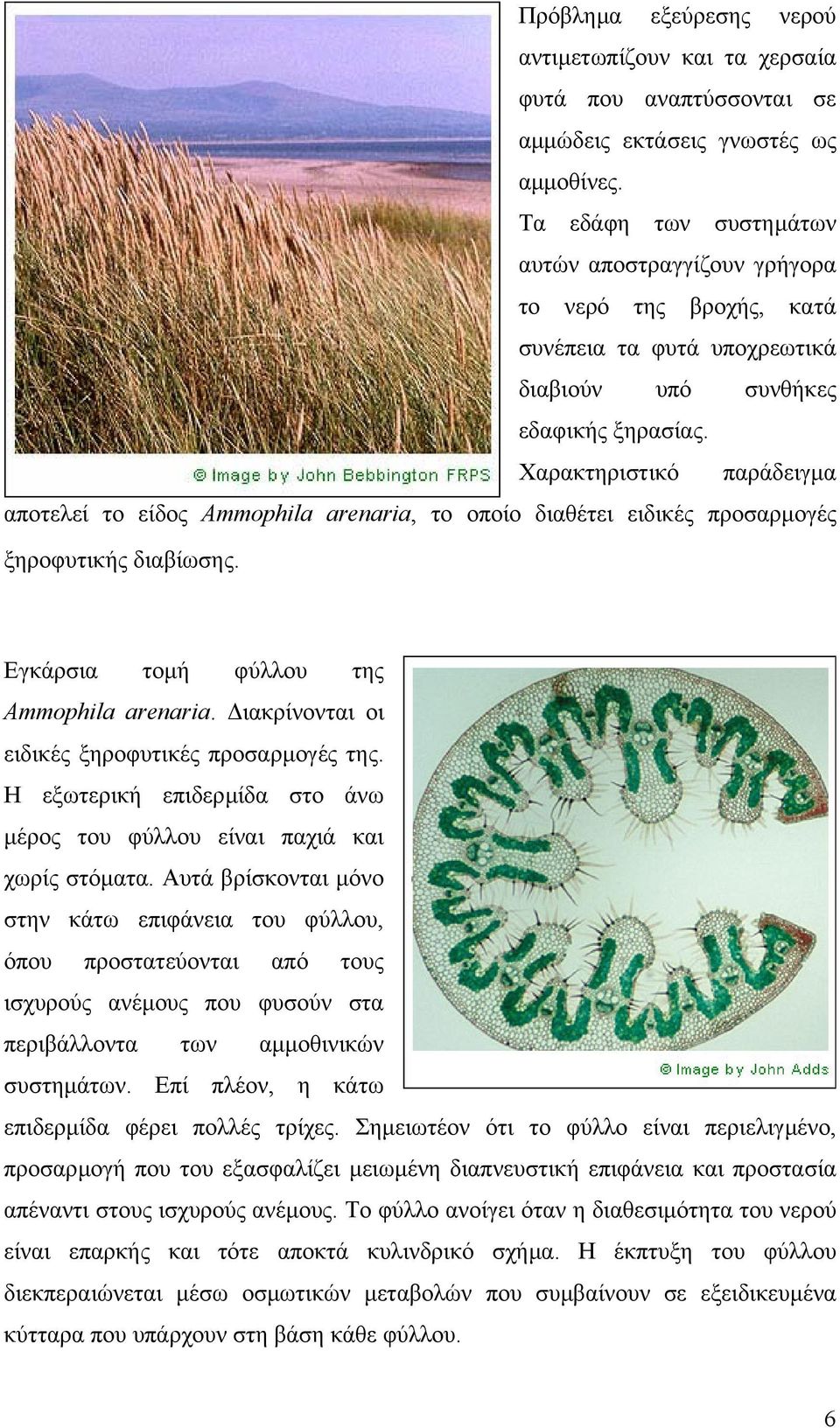 Χαρακτηριστικό παράδειγµα αποτελεί το είδος Ammophila arenaria, το οποίο διαθέτει ειδικές προσαρµογές ξηροφυτικής διαβίωσης. Εγκάρσια τοµή φύλλου της Ammophila arenaria.