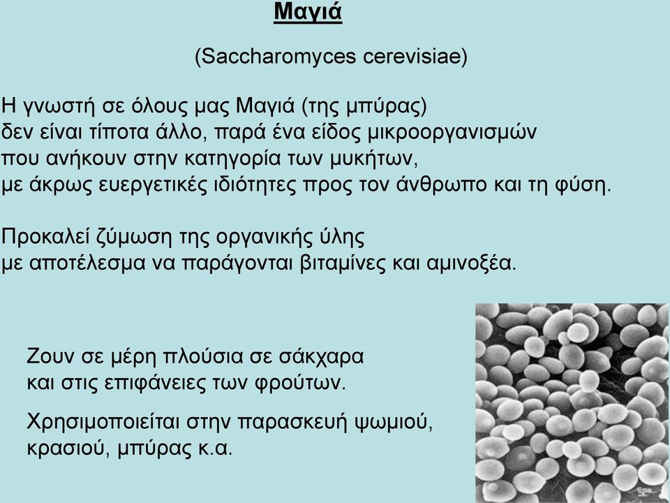 και τη φύση. Προκαλεί ζύμωση της οργανικής ύλης με αποτέλεσμα να παράγονται βιταμίνες και αμινοξέα.