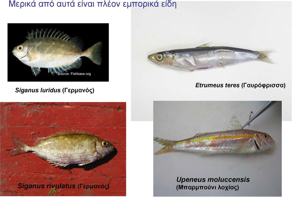 org Siganus luridus (Γερμανός) Etrumeus teres