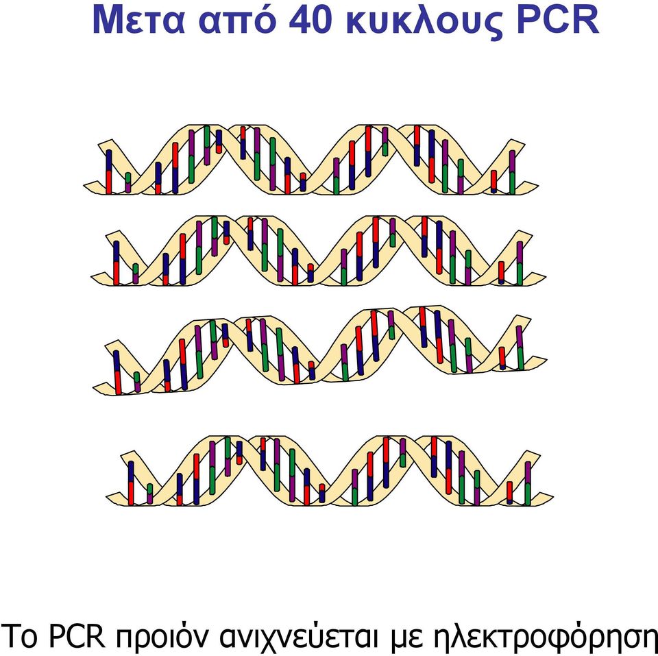 PCR προιόν