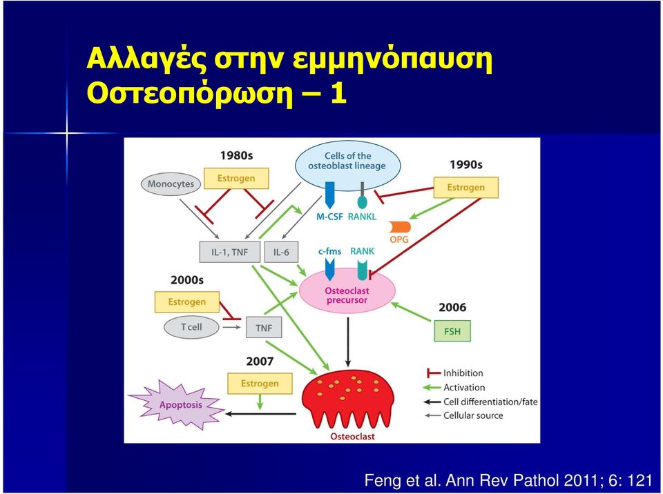 Οστεοπόρωση 1 Feng