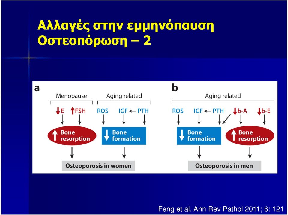 Οστεοπόρωση 2 Feng
