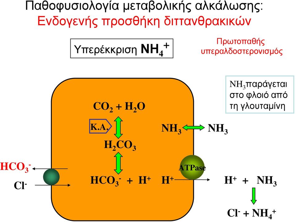 CO 2 + H 2 O NH 3 παράγεται στο φλοιό από τη γλουταμίνη K.A.