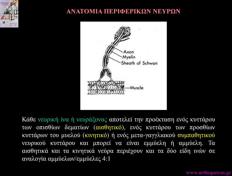 ενός μετα-γαγγλιακού συμπαθητικού νευρικού κυττάρου και μπορεί να είναι εμμύελη ή αμμύελη.