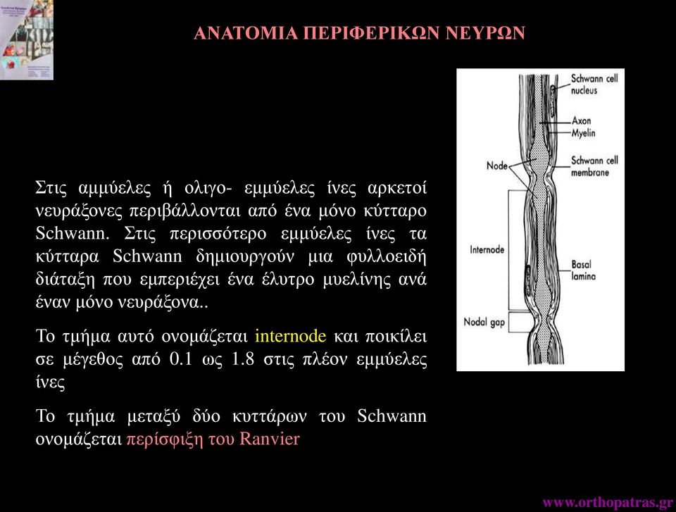 Στις περισσότερο εμμύελες ίνες τα κύτταρα Schwann δημιουργούν μια φυλλοειδή διάταξη που εμπεριέχει ένα έλυτρο