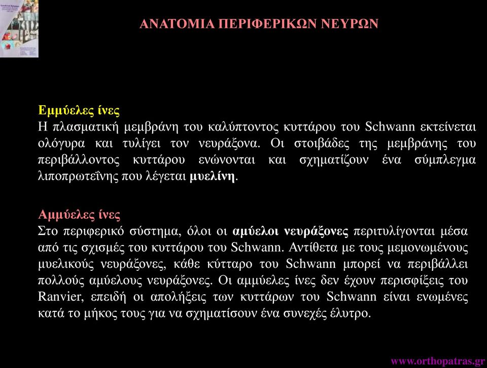 Αμμύελες ίνες Στο περιφερικό σύστημα, όλοι οι αμύελοι νευράξονες περιτυλίγονται μέσα από τις σχισμές του κυττάρου του Schwann.