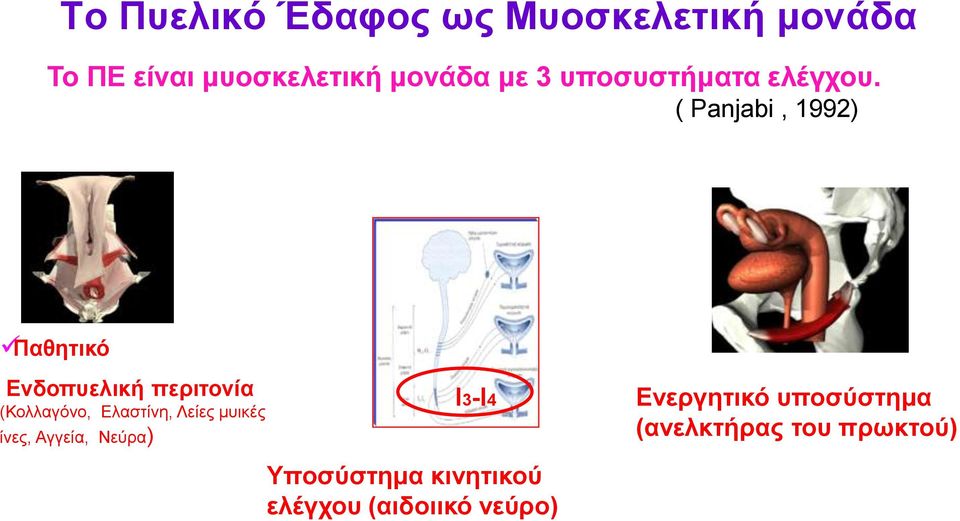 ( Panjabi, 1992) Παθητικό Ενδοπυελική περιτονία (Κολλαγόνο, Ελαστίνη, Λείες