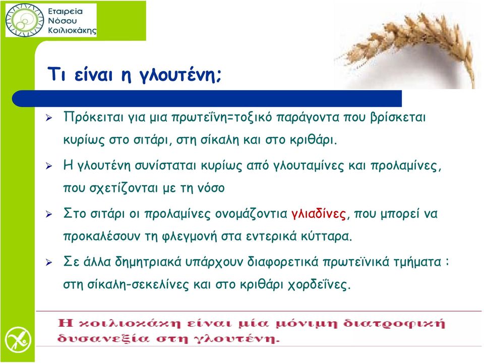 Η γλουτένη συνίσταται κυρίως από γλουταμίνες και προλαμίνες, που σχετίζονται με τη νόσο Στο σιτάρι οι