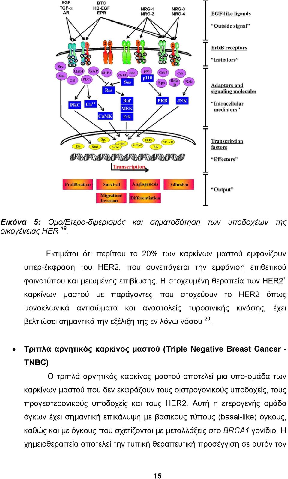 Η στοχευμένη θεραπεία των HER2 + καρκίνων μαστού με παράγοντες που στοχεύουν το HER2 όπως μονοκλωνικά αντισώματα και αναστολείς τυροσινικής κινάσης, έχει βελτιώσει σημαντικά την εξέλιξη της εν λόγω