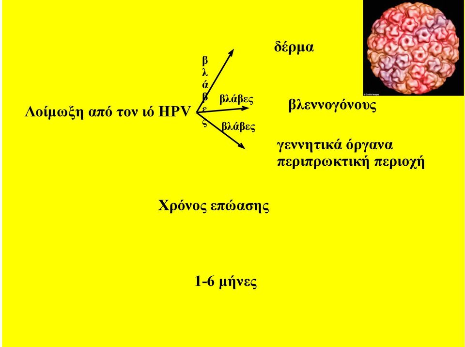 βλεννογόνους γεννητικά όργανα