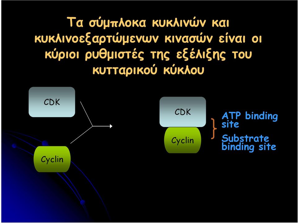 εξέλιξης του κυτταρικού κύκλου CDK Cyclin