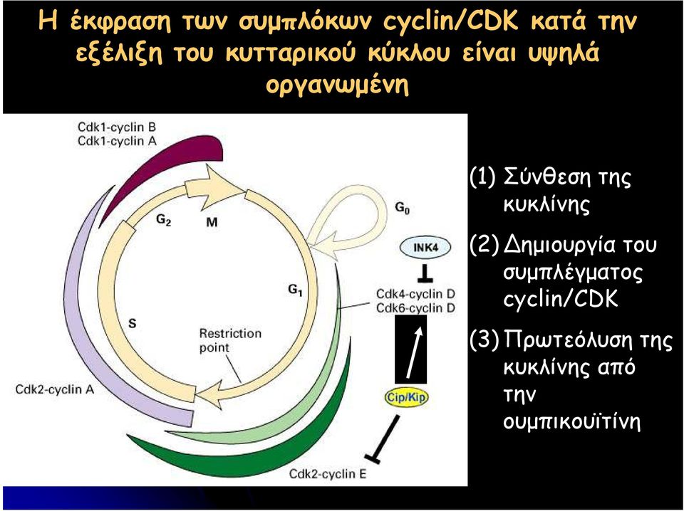 Σύνθεση της κυκλίνης (2) Δηµιουργία του συµπλέγµατος