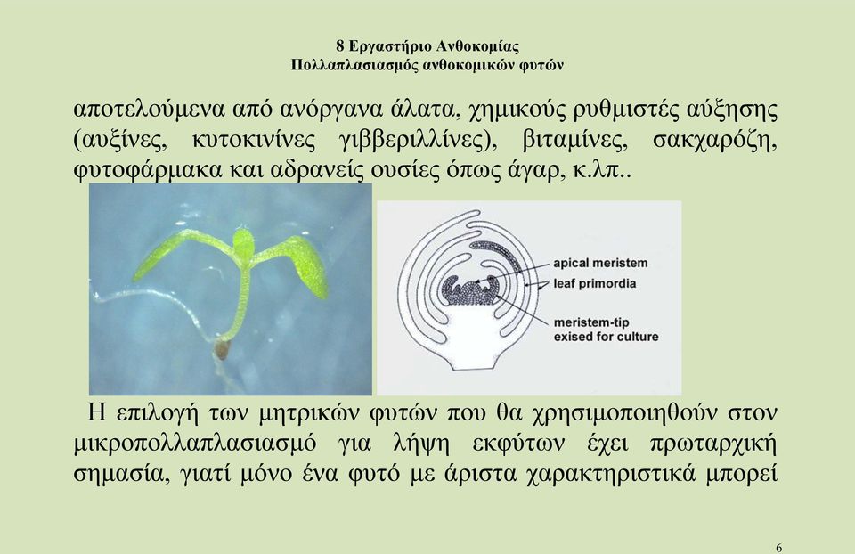 . Η επιλογή των μητρικών φυτών που θα χρησιμοποιηθούν στον μικροπολλαπλασιασμό για