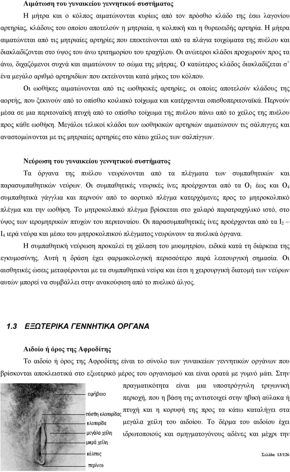 Οι ανώτεροι κλάδοι προχωρούν προς τα άνω, διχαζόμενοι συχνά και αιματώνουν το σώμα της μήτρας. Ο κατώτερος κλάδος διακλαδίζεται σ ένα μεγάλο αριθμό αρτηριδίων που εκτείνονται κατά μήκος του κόλπου.