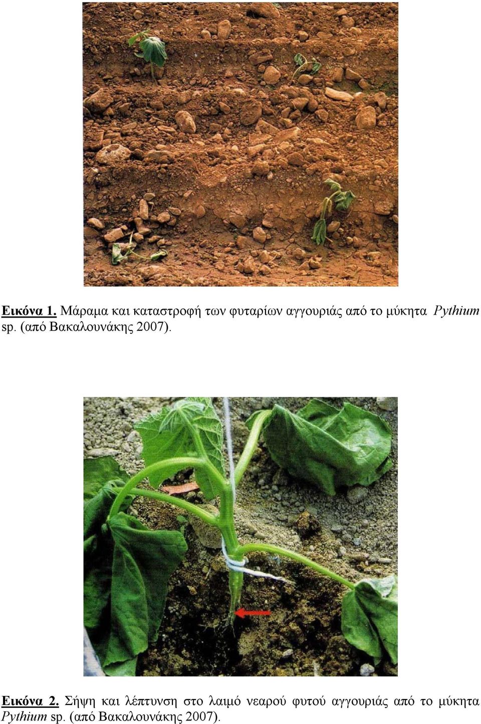 μύκητα Pythium sp. (από Βακαλουνάκης 2007). Εικόνα 2.