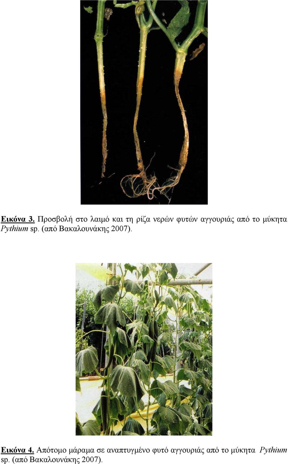 από το μύκητα Pythium sp. (από Βακαλουνάκης 2007).