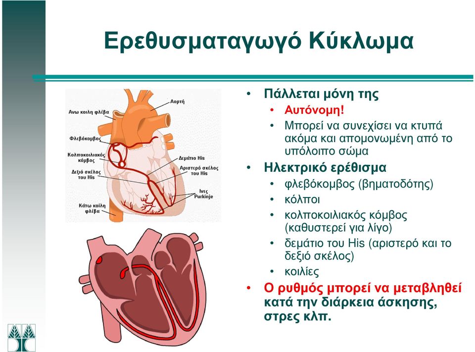 ερέθισµα φλεβόκοµβος (βηµατοδότης) κόλποι κολποκοιλιακός κόµβος (καθυστερεί για λίγο)