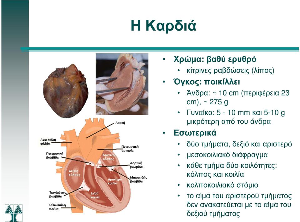 τµήµατα, δεξιό και αριστερό µεσοκοιλιακό διάφραγµα κάθε τµήµα δύο κοιλότητες: κόλπος και