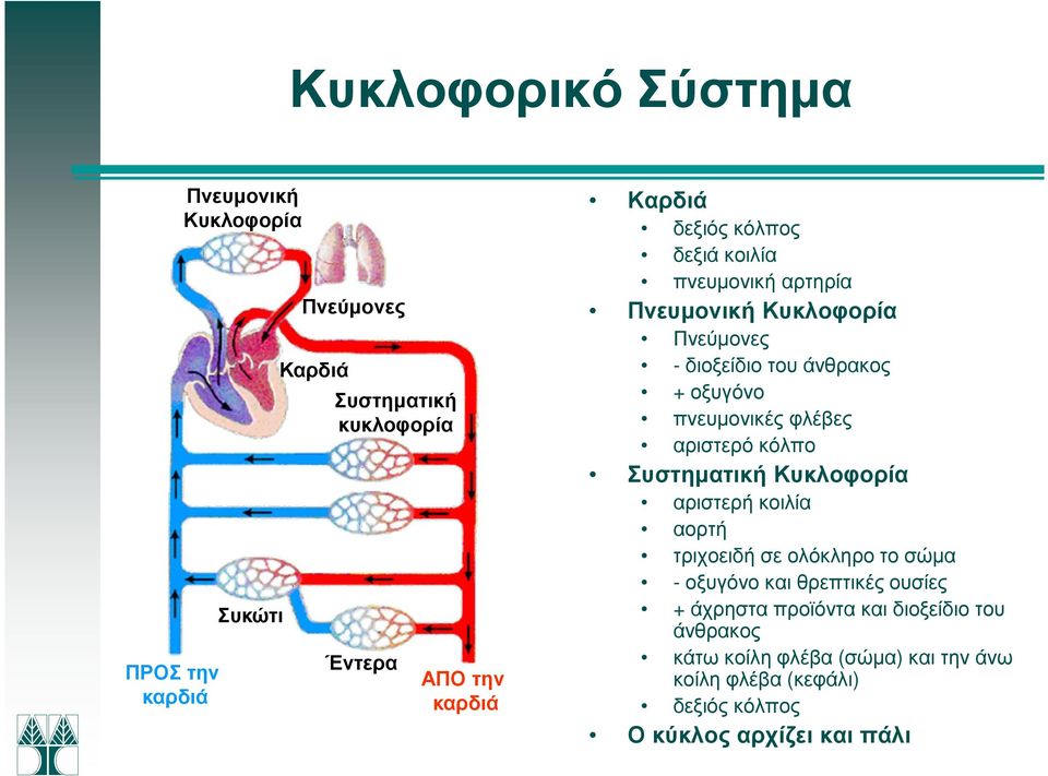 φλέβες αριστερό κόλπο Συστηµατική Κυκλοφορία αριστερή κοιλία αορτή τριχοειδή σε ολόκληρο το σώµα -οξυγόνο και θρεπτικές ουσίες +