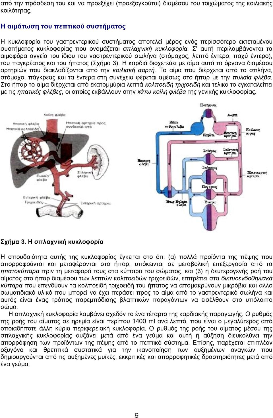 Σ αυτή περιλαμβάνονται τα αιμοφόρα αγγεία του ίδιου του γαστρεντερικού σωλήνα (στόμαχος, λεπτό έντερο, παχύ έντερο), του παγκρέατος και του ήπατος (Σχήμα 3).