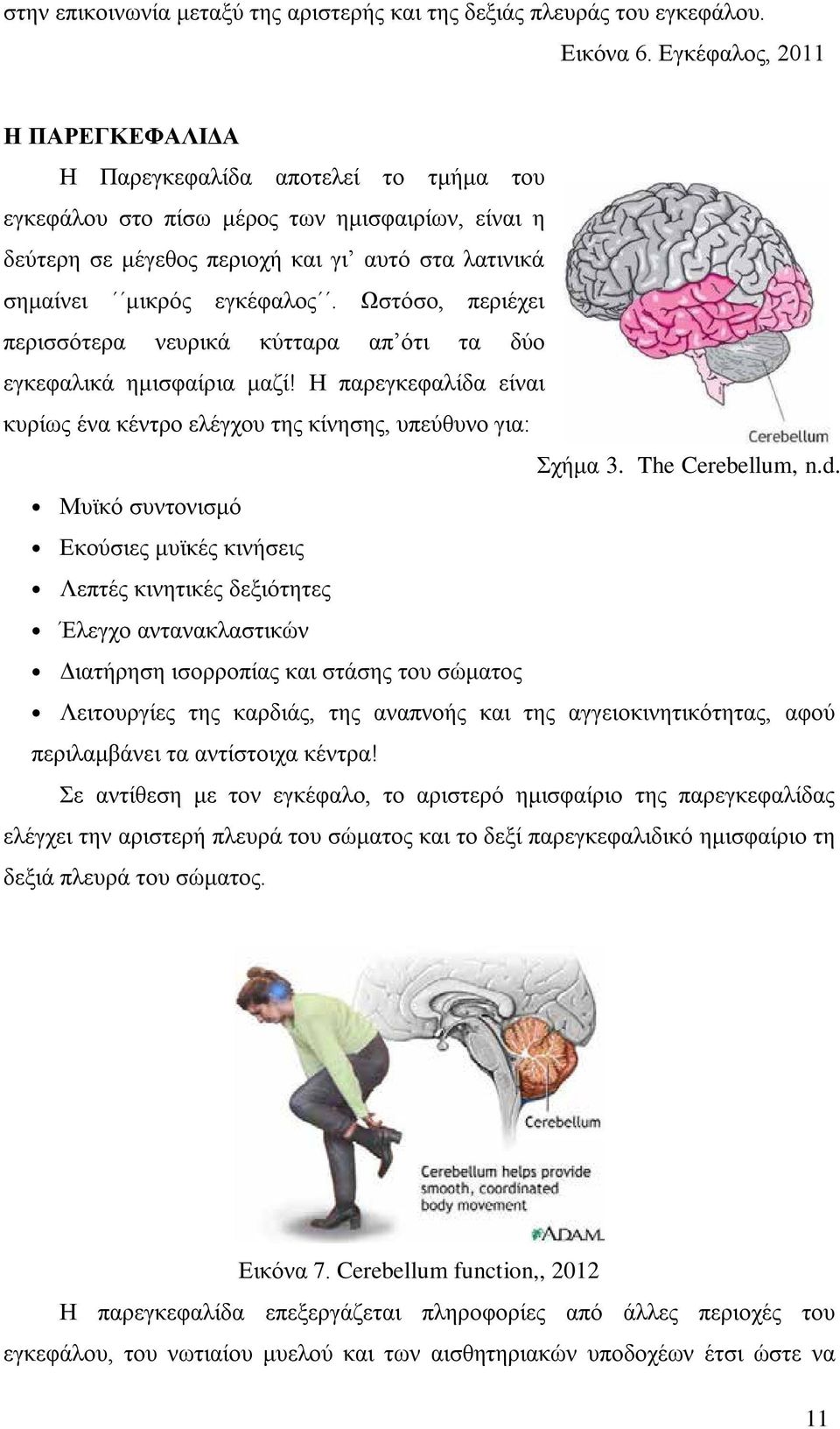 Ωστόσο, περιέχει περισσότερα νευρικά κύτταρα απ ότι τα δύο εγκεφαλικά ημισφαίρια μαζί! Η παρεγκεφαλίδα είναι κυρίως ένα κέντρο ελέγχου της κίνησης, υπεύθυνο για: Σχήμα 3. The Cerebellum, n.d.