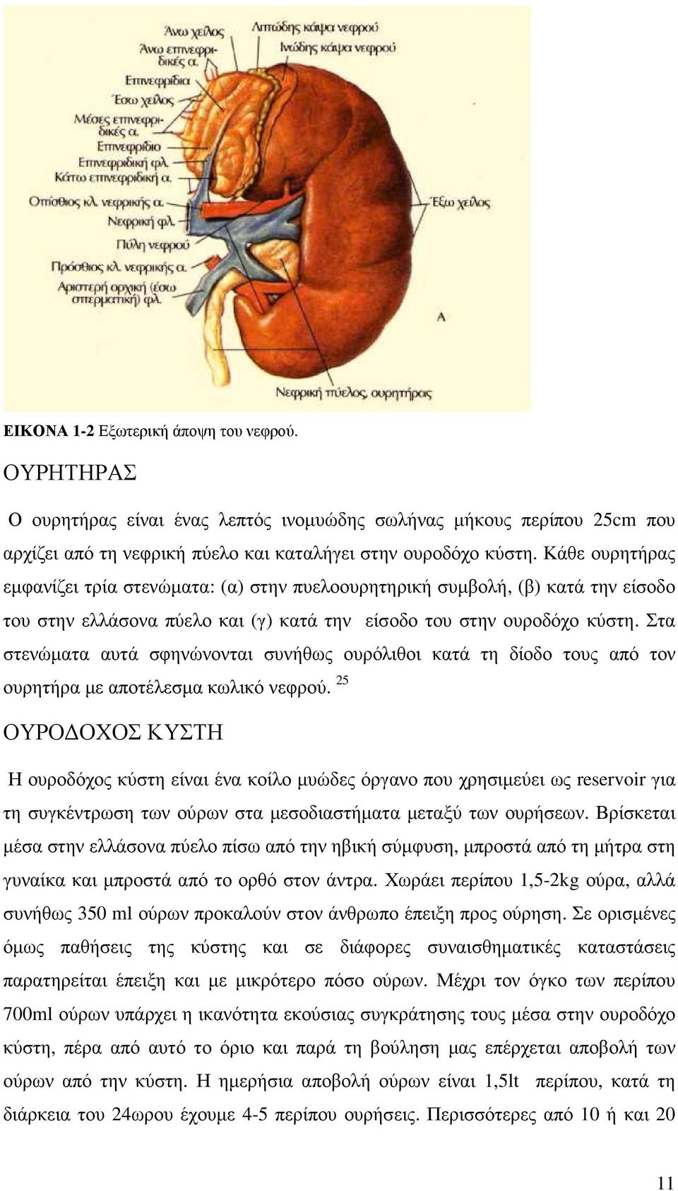 Στα στενώµατα αυτά σφηνώνονται συνήθως ουρόλιθοι κατά τη δίοδο τους από τον ουρητήρα µε αποτέλεσµα κωλικό νεφρού.