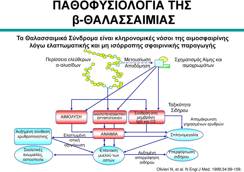 μεμβράνη IgG και C3 Τοξικότητα Σιδήρου Απομάκρυνση γηρασμένων ερυθρών Αυξημένη σύνθεση ερυθροποιητίνης Σκελετικές ανωμαλίες, οστεοπενία Ελαττωμένη
