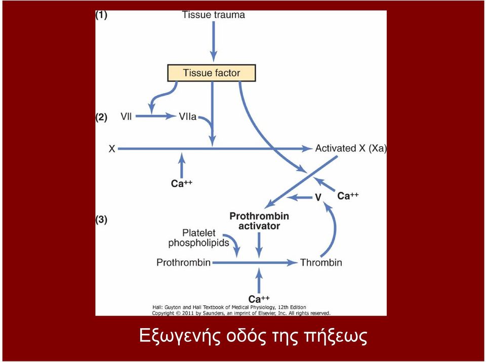 πήξεως