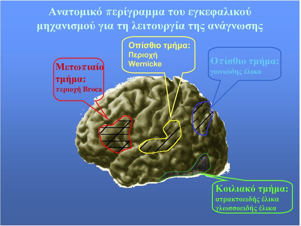 Οπίσθιο τμήμα: Περιοχή Wernicke Οπίσθιο τμήμα: γωνιώδης