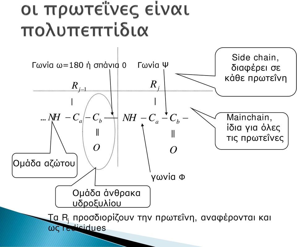 chain, διαφέρει σε κάθε πρωτεΐνη Mainchain, ίδια για όλες τις