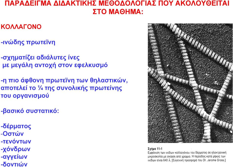 πιο άφθονη πρωτεϊνη των θηλαστικών, αποτελεί το ¼ της συνολικής πρωτείνης του