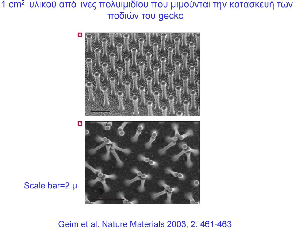 ποδιών του gecko Scale bar=2 μ Geim