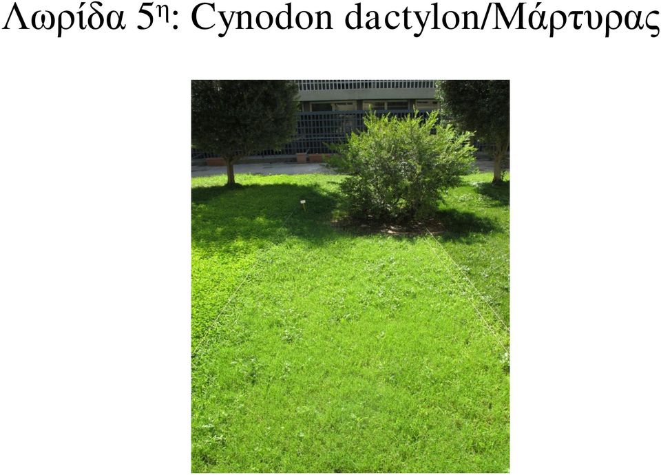 Cynodon