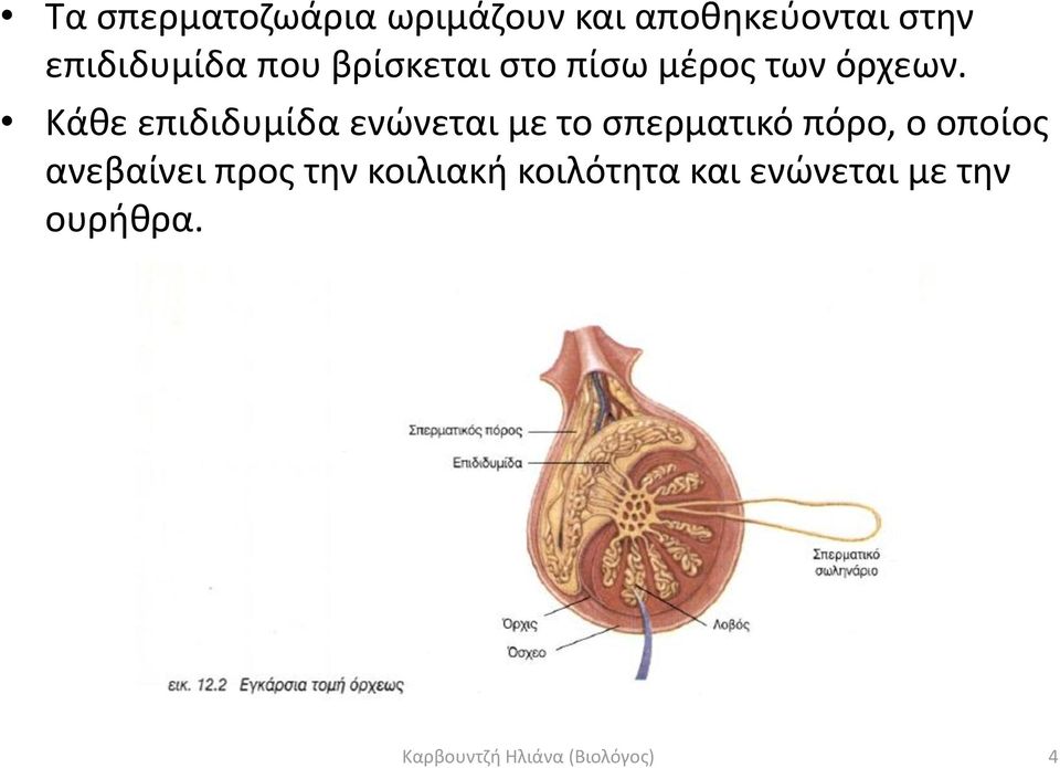 Κάθε επιδιδυμίδα ενώνεται με το σπερματικό πόρο, ο οποίος