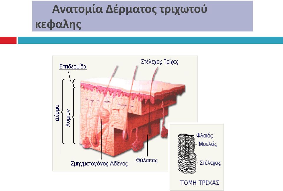 τριχωτού