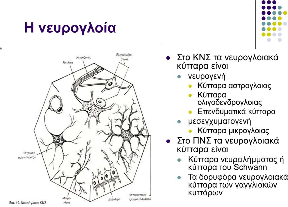 Κύτταρα μικρογλοιας Στο ΠΝΣ τα νευρογλοιακά κύτταρα είναι Κύτταρα