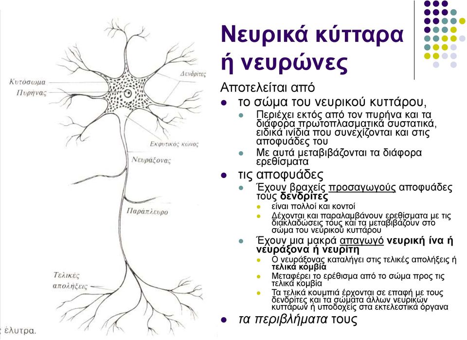 διακλαδώσεις τους και τα μεταβιβάζουν στο σώμα του νευρικού κυττάρου Έχουν μια μακρά απαγωγό νευρική ίνα ή νευράξονα ή νευρίτη Ο νευράξονας καταλήγει στις τελικές απολήξεις ή τελικά κομβία