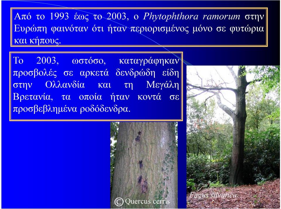 Το 2003, ωστόσο, καταγράφηκαν προσβολές σε αρκετά δενδρώδη είδη στην