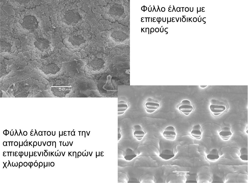 επιεφυμενιδικών κηρών με