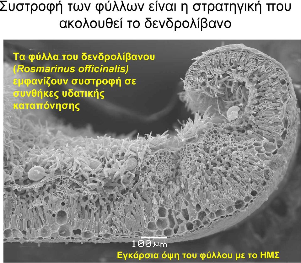 δενδρολίβανου (Rosmarinus officinalis) εμφανίζουν