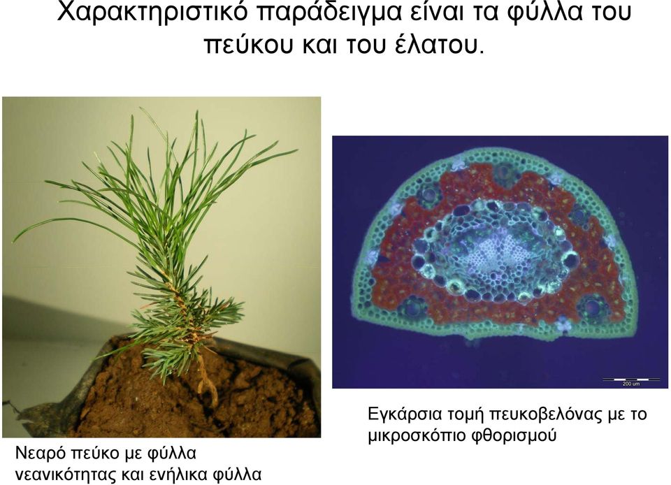 Νεαρό πεύκο με φύλλα νεανικότητας και