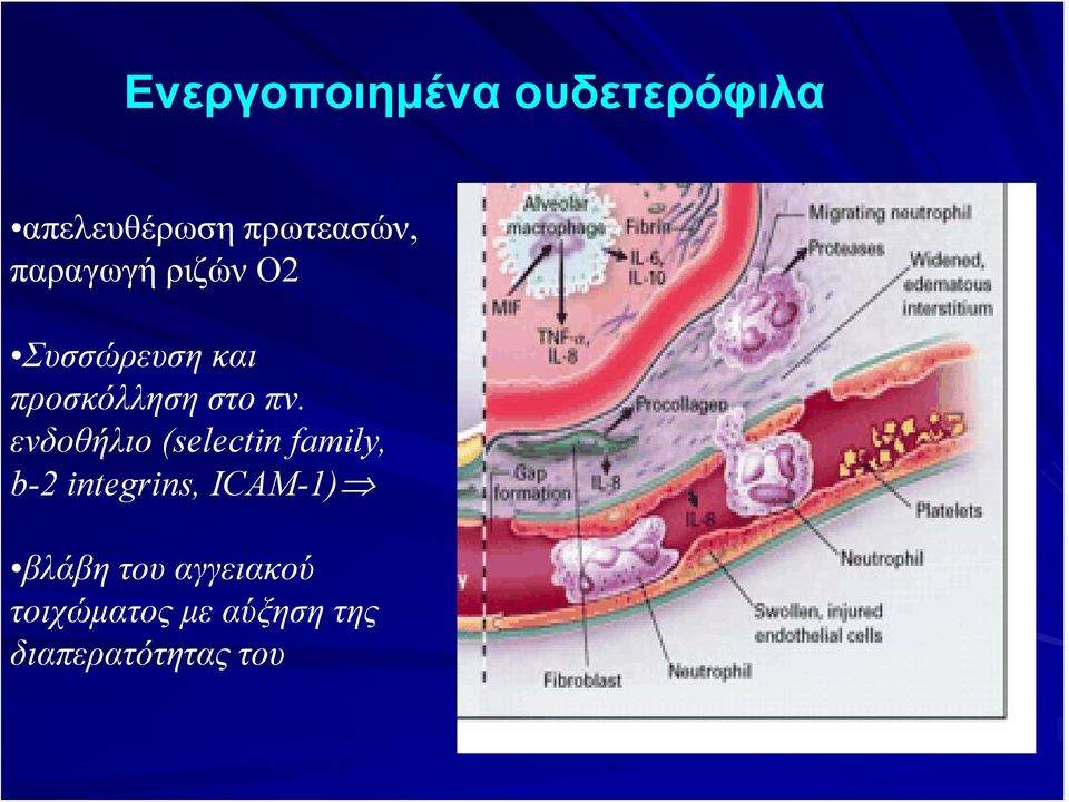 ενδοθήλιο (selectin family, b-2 integrins, ICAM-1)